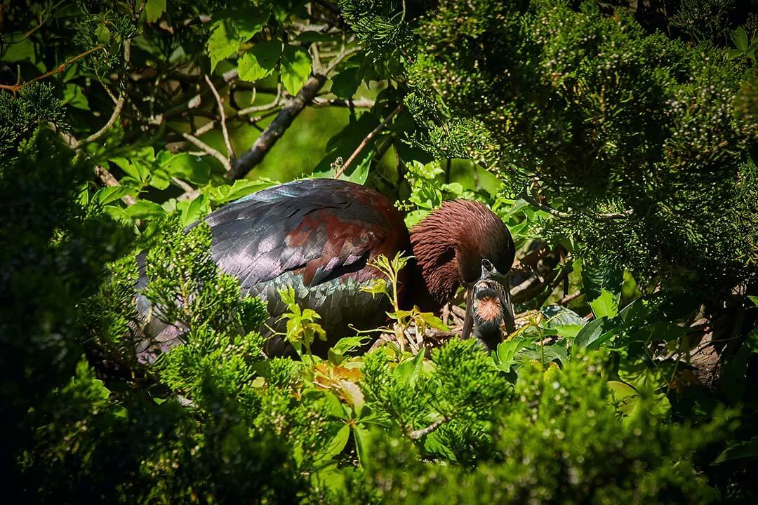 glossy ibis